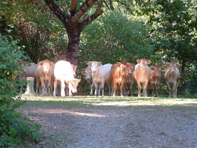Camping 'Domaine Les Clots' à Mirandol-bourgnounac