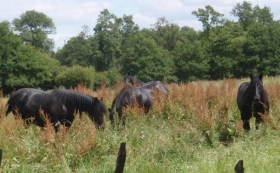 Camping 'Ecolieu alternatives labigo' à Aubigny