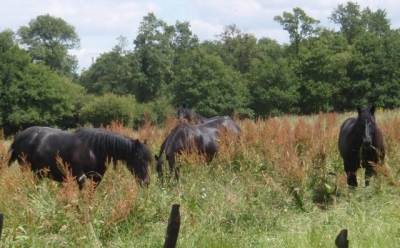 Camping 'Ecolieu alternatives labigo' à Aubigny