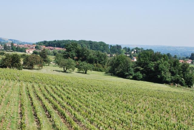 'Domaine mont saint jean' à St jean des vignes