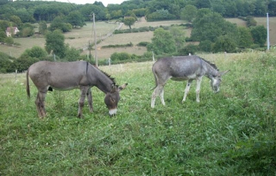 Gîte rural 'Relais passiflore' à Dyo
