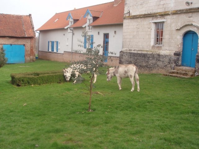 'Gites à la Ferme de caubert avec animaux en baie de somme' à Mareuil-caubert